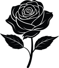 black rose isolated on white