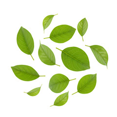 Fototapeta premium Green Leaves: Nature Background