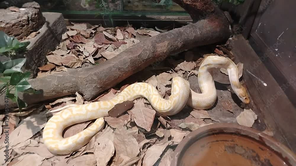 Poster captivating albino python in its natural habitat serene encounter with yellow and white reptile amon