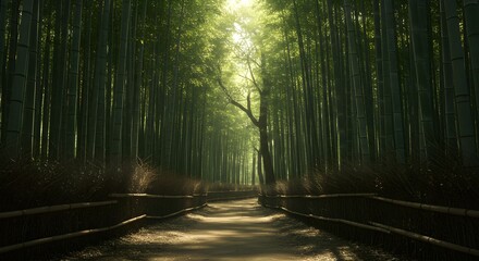 Fototapeta premium Sunlit pathway through bamboo forest green nature scenery serenity