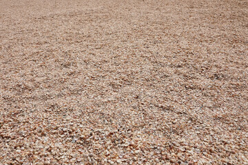 Seashells (Cockleshells) on a Shell Beach on the Mediterranean Sea