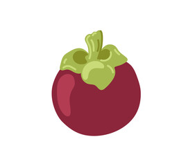 Purple mangosteen tropical exotic evergreen fruit. Vector hand-drawn illustration, isolated on white background.