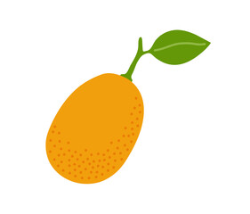 Kumquat citrus tropical exotic fruit. Vector hand-drawn illustration, isolated on white background.