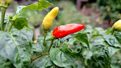 A chili field with evidence of recent harsh weather, symbolizing the damage and financial impact of...