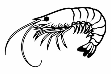 shrimp vector illustration