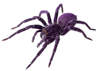 Spider isolated on white background