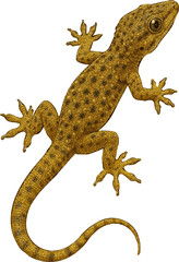 Fototapeta premium Realistic 4K House Gecko Illustration