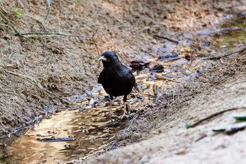 Estornino negro (Sturnus unicolor) en la charca para saciar su sed