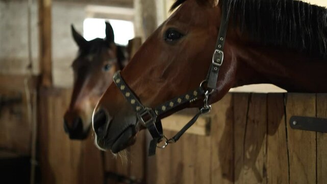 Red Horse begs for food, sticking his muzzle out. The girl feeds the pet carrots from her hand. The animal is standing in an enclosure in a stable inside a building behind a wooden fence. Evening ligh
