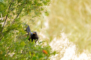 Revoloteando en el arbusto un Mirlo común (Turdus merula)