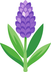 Hyacinth flowers  vector icon white background 
