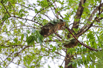 Weaver Ant Nest on Tree Branch Surrounded by Green Leaves