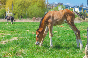 Newborn foal and other horses in a spring meadow. Foal grazing on green grass. Blurred cityscape,...