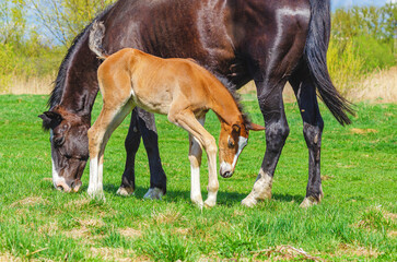 Brown foal and black mare on a spring pasture. Mare graze on green grass. Horse breeding. Love for...