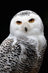 Obraz premium Snowy Owl in moody whimsical photo.
