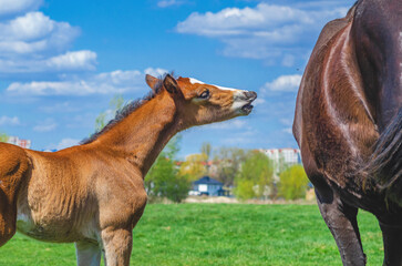 Small bay foal and mare on spring pasture. Foal is reaching for its mother. Blurred city landscape.