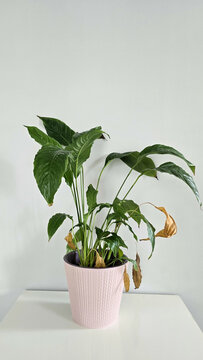 Fototapeta Minimalist plant in a light pink pot on a white table. The green leaves vary in size and color, with some fresh and vibrant, others dry, showing natural aging and contrast. Ideal for themes of nature