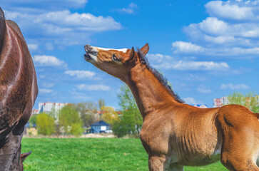 Bay foal and mare on spring pasture. Foal is reaching for its mother. Blurred city landscape, blue...