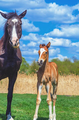 Obraz premium Portrait of newborn foal and mother mare on green meadow on sunny day. Background blue sky with white clouds. Looking into camera.