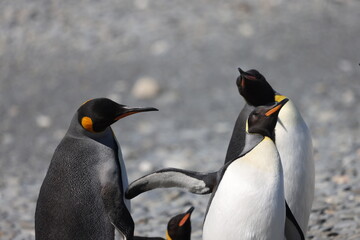 King Penguins in South Georgia