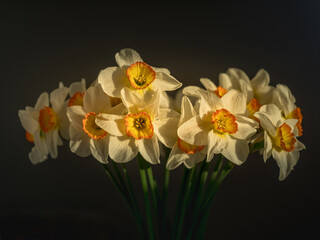 Beautiful bouquet of narcissus in last rays of sun and black background behind it