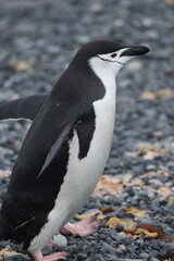 Chinstrap Penguin