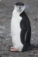 Chinstrap Penguin