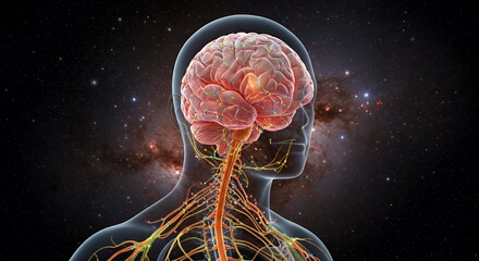 The Universe Within: A 3D Visualization of the Human Brain and Nervous System against a Cosmic Background