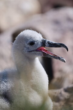 Black Browed Albatros Chick
