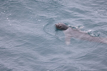 Swimming Elephant Seal 