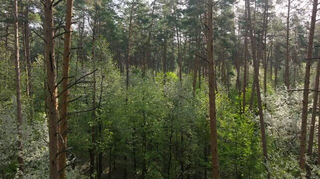 Nature green landscape summer forest view day morning tree park outdoor