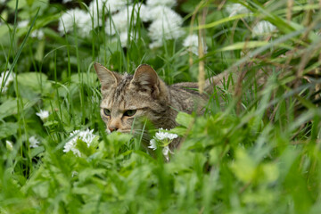 European Wild Cat (Felis silvestris) walking carefully in the green vegetation prowl for prey