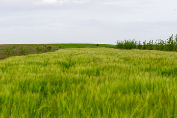 Obraz premium barley field in ukraine