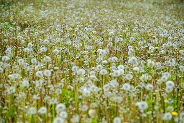 Fototapeta premium field of dandelions