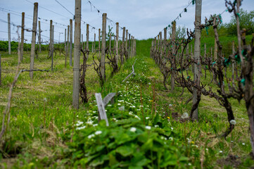 vineyard in shveykiv, ukraine