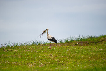 stork on the meadow holding hay in its beak to make a nest