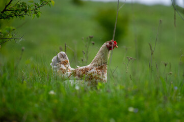 chicken in the grass
