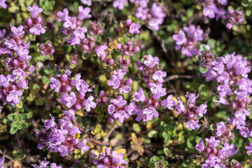 Fresh aromatic Thyme vulgaris plant with small purple flowers growing in garden, closeup. Medicinal...