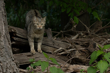 European Wild Cat (Felis silvestris) walking carefully over trunks and branches on the ground coming out of the darf forest