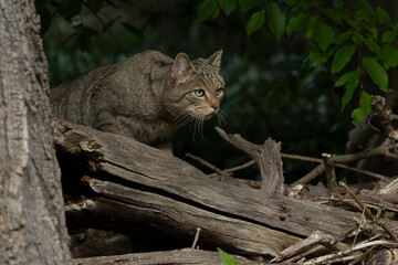 European Wild Cat (Felis silvestris) walking carefully over trunks and branches on the ground coming out of the darf forest
