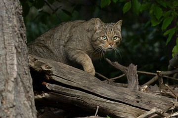 Adult male European Wild Cat (Felis silvestris) walking carefully over trunks and branches on the ground