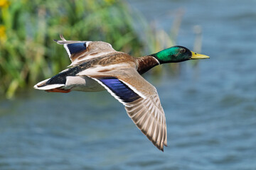 Obraz premium Azulón en vuelo