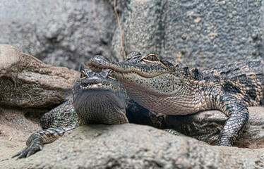 Close-up of a pair of alligators close each other one.