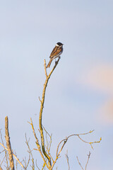 Reed Bunting Bird Sits On A Tree Branch