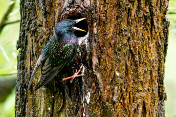 European Starling Feeds Chicks In A Tree Hollow