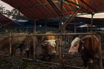 Cattle in Wooden Enclosure Under Shelter During Twilight at a Farm