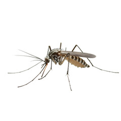 A mosquito isolated on a transparent background, ideal for scientific visuals, pest control materials, educational content, and medical awareness campaigns