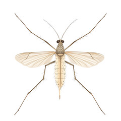 A mosquito isolated on a transparent background, ideal for scientific visuals, pest control materials, educational content, and medical awareness campaigns