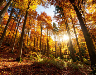 Sunlight streams through the golden autumn forest trees and leaves