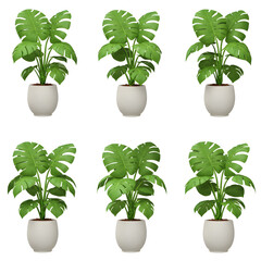 set of plants in pots